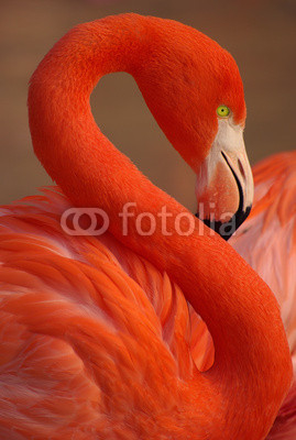 Vertical portrait of a greater flamingo