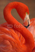 Naklejki Vertical portrait of a greater flamingo