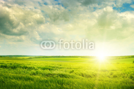 Naklejki green field and sunrise