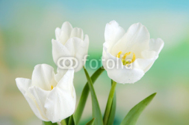 Naklejki Beautiful tulips on bright background
