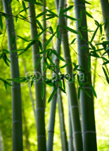 Obrazy i plakaty Bamboo forest background. Shallow DOF