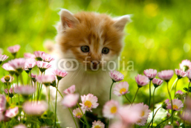 Fototapety kitten