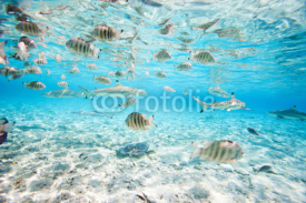 Naklejki Bora Bora underwater