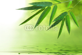Fototapety bamboo leaf
