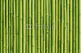 Obrazy i plakaty green bamboo fence background