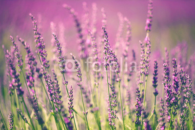 Lavender flower