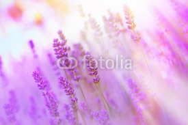 Fototapety Beautiful, beautiful lavender