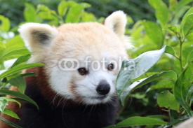 Naklejki Red panda, Panda roux de Chine
