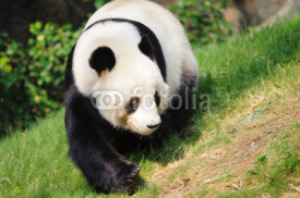 Naklejki panda