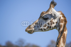 Naklejki Giraffe head