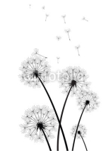 black and white dandelions vector