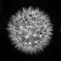 Naklejki fluffy white dandelion on a black background