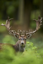 Naklejki head shot of a fallow deer stag (dama dama)
