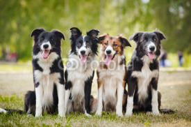 Naklejki group of happy dogs sittingon the grass