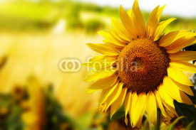 Fototapety Tuscany sunflowers