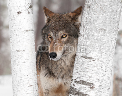 Grey Wolf (Canis lupus) Ears Back Between Trees