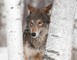 Naklejki Grey Wolf (Canis lupus) Ears Back Between Trees