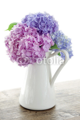 Pastel color hydrangea flowers