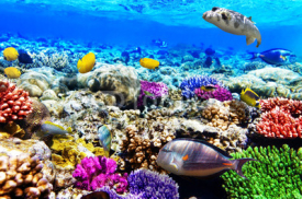 Naklejki Coral and fish in the Red Sea. Egypt, Africa.