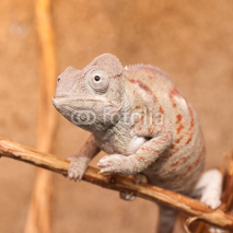 Fototapety Gray chameleon closeup
