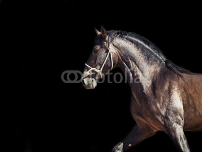 Running Andalusian stallion. isolated at black