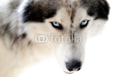 Blue eyed husky dog on seamless white