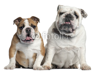 Two English Bulldogs sitting in front of white background
