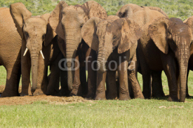 Naklejki Elephants at a waterhole