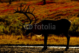 Fototapety Caribou - Denali National Park