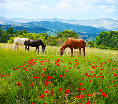 There horses grazing grass