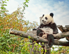 Fototapety Panda bear