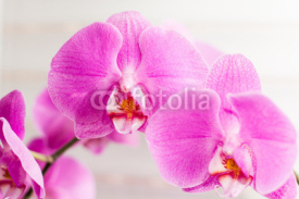 Fototapety violet orchid flower