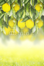 Naklejki Branches with lemon fruits on spring summer background