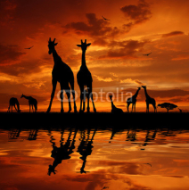Fototapety herd of giraffes in the sunset