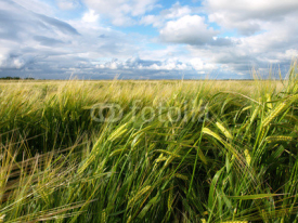 Fototapety beautiful wheat field after storm and rain