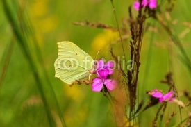 Naklejki Common Brimstone (Gonepteryx rhamni), butterfly drinking nectar