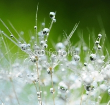 Fototapety Dandelion seeds with drops