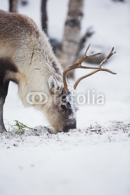 Reindeer Eat Grass in a Winter Forest