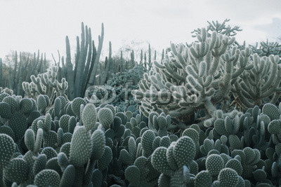 Cactus Garden