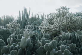 Fototapety Cactus Garden