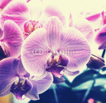 Fototapety Orchid