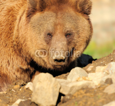 Fototapety Big Brown Bear