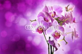 Naklejki Violet orchid on purple bokeh background
