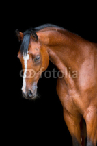 Fototapety Brown horse head isolated on black, Holstein horse.