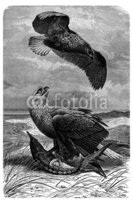 Bird : Fisher Eagle - Aigle Pêcheur - Seeadler