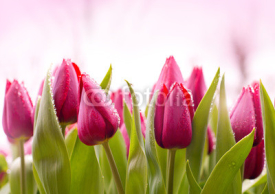 Naklejki Fresh Tulips with Dew Drops