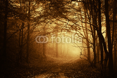 warm light falling on a road in a dark forest in autumn