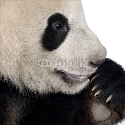 Giant Panda (18 months) - Ailuropoda melanoleuca