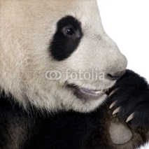 Fototapety Giant Panda (18 months) - Ailuropoda melanoleuca