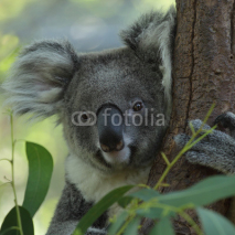 Naklejki Koala
